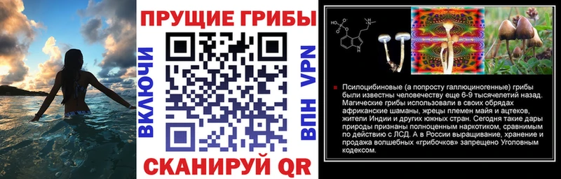 Галлюциногенные грибы Psilocybe  blacksprut   Тверь  мориарти формула  даркнет сайт 